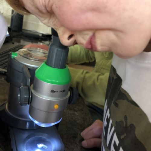 Jack and Sophie looking at a lacewing under the microscope. 